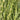 Miscanthus sinensis 'Strictus' Stachelschweingras