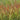 Panicum virgatum 'Rotstrahlbusch' Rotbraune Rutenhirse