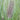 Pennisetum alopecuroides 'Japonicum' Japan-Lampenputzergras