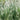Pennisetum alopecuroides 'Little Bunny' Zwerg-Lampenputzergras