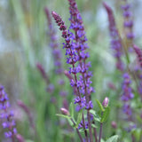 Salvia nemorosa 'Caradonna' Sommer-Salbei