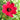 Cosmos atrosanguineus Schokoladenblume