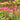 Dicentra spectabilis Tränendes Herz