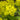 Euphorbia palustris 'Walenburg's Glorie' Sumpf-Wolfsmilch