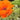 Papaver orientale 'Rembrandt' Orientalischer Mohn