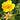 Geum montanum 'Diana' Garten-Nelkenwurz