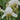 Iris barb.-nana 'White Gem' Zwergschwertlilie