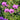 Geranium x psilostemon 'Patricia' Storchschnabel