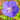 Geranium x pratense 'Orion' Garten-Storchschnabel