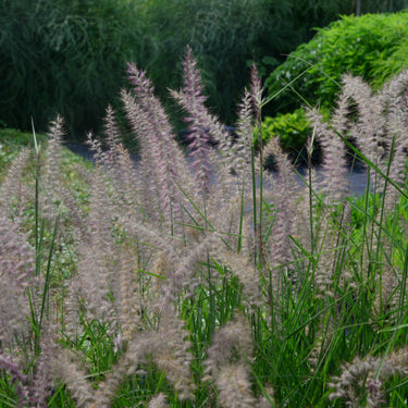 Pennisetum orientale 'Karley Rose' -S- Orient-Lampenputzergras