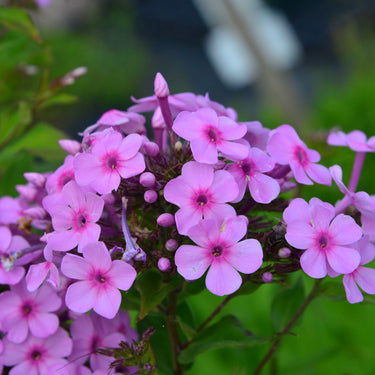 Phlox paniculata 'Lichtspiel' Hohe Flammenblume