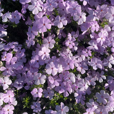 Phlox douglasii 'Lilac Cloud' Teppich-Flammenblume