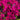 Phlox douglasii 'Ochsenblut' Teppich-Flammenblume