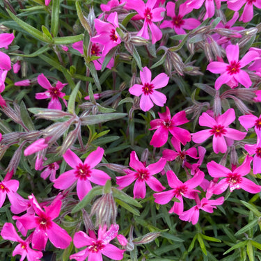 Phlox subulata 'Atropurpurea' Polster-Flammenblume