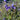 Polemonium yezoense 'Purple Rain Strain' Jakobsleiter