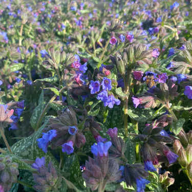 Pulmonaria saccharata 'Trevi Fountain' ® Geflecktes Lungenkraut