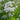 Pycnanthemum tenuifolium (flexuosum) Bergminze