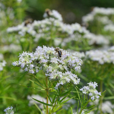 Pycnanthemum tenuifolium (flexuosum) Bergminze