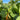 Rheum 'Holsteiner Blut' Rhabarber 'Holsteiner Blut'