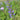 Salvia pratensis Wiesen-Salbei