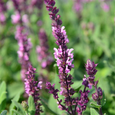Salvia nem. 'Caradonna Pink'  ® Sommer-Salbei