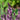 Salvia nem. 'Caradonna Pink'  ® Sommer-Salbei