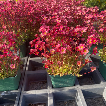 Saxifraga x arendsii 'Peter Pan' Moos-Steinbrech