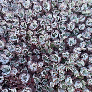 Sedum spathulifolium 'Purpureum' Rotspatel-Fettblatt