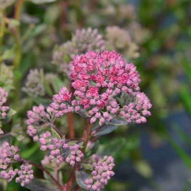 Sedum telephium Hohe-Fetthenne