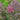 Sedum telephium Hohe-Fetthenne