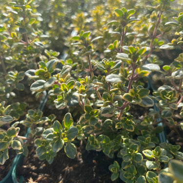Thymus vulgaris 'Golden Thyme' Gelbbunter-Thymian