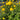Trollius europaeus Garten-Trollblume