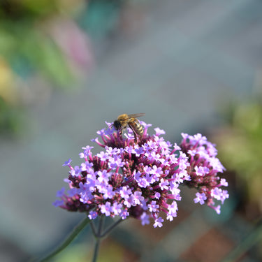 Verbena bonariensis Patagonisches Eisenkraut, Verbene