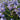 Viola sororia 'Dark Freckels' Pfingst-Veilchen