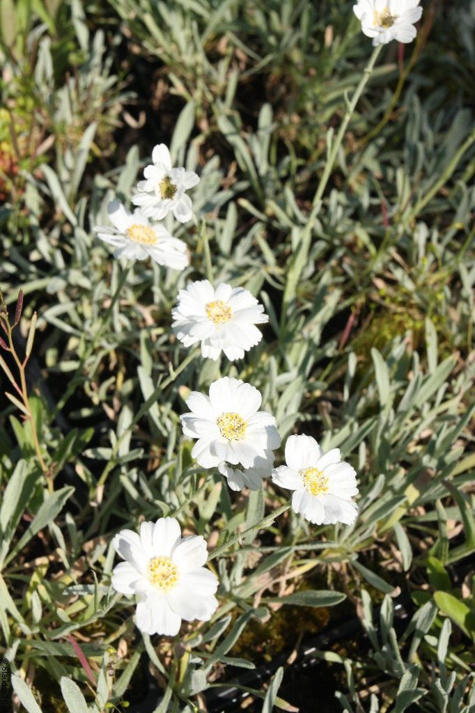 Achillea ageratifolia Stauden Haid