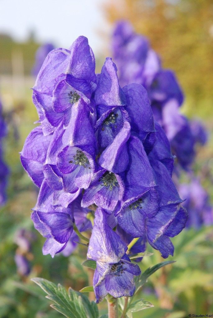 Aconitum carmichaelii 'Arendsii', veg. Stauden Haid
