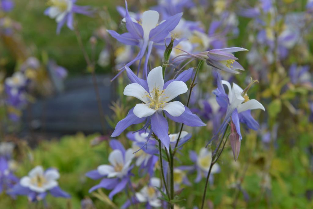 Aquilegia x caerulea 'Heavenly Blue' Stauden Haid