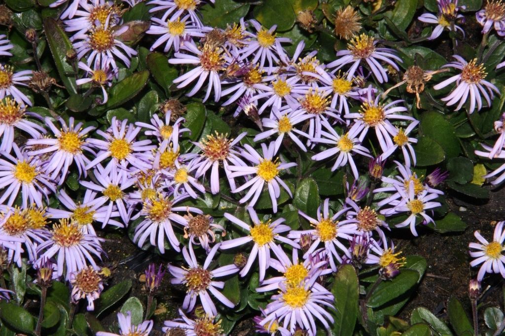 Aster ageratoides 'Adustus Nanus' Stauden Haid