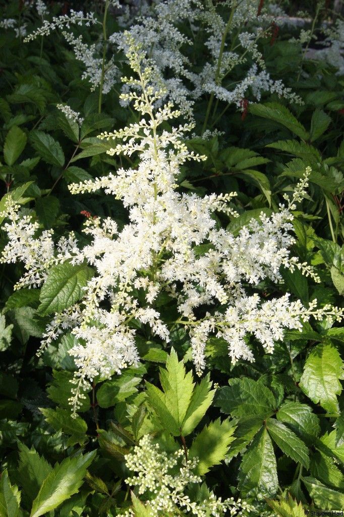 Astilbe x arendsii 'Brautschleier' :: Stauden Haid