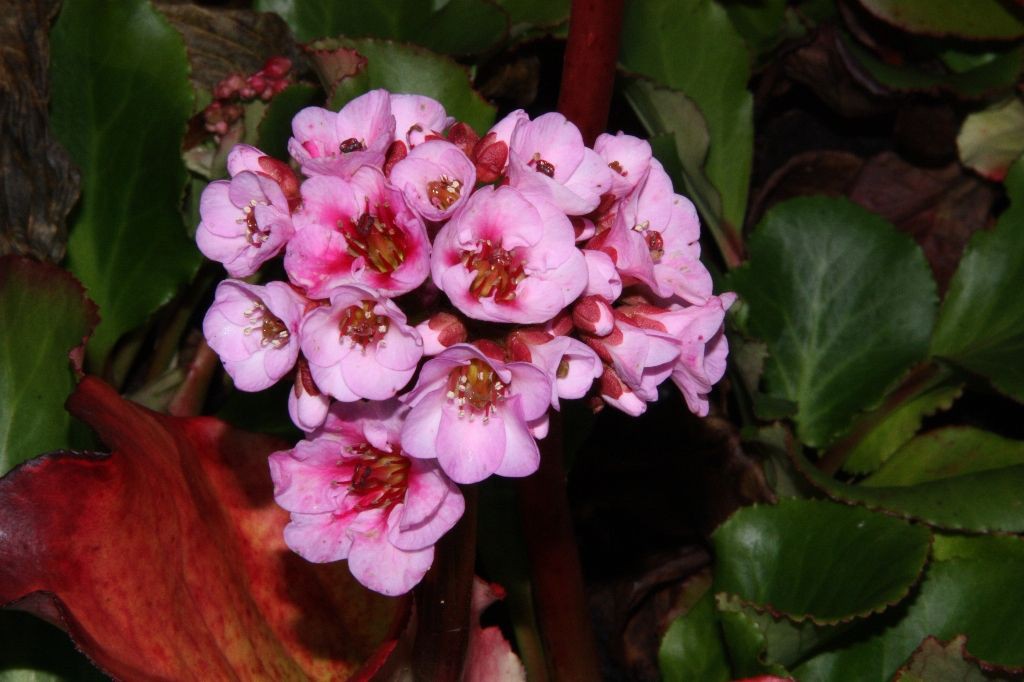 Bergenia cordifolia \'Herbstblüte\' :: Stauden Haid -