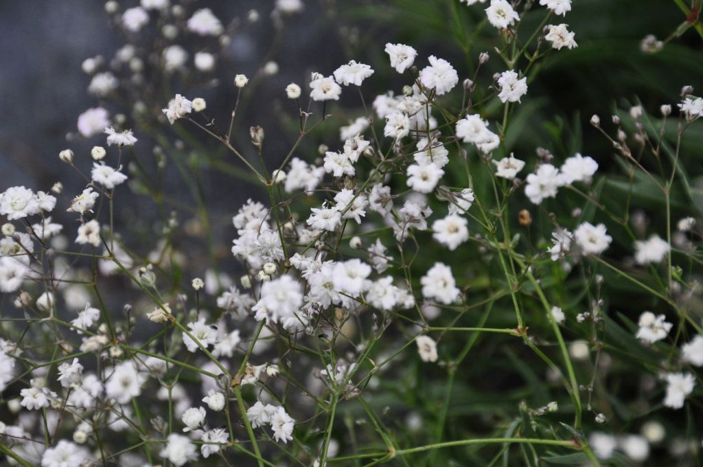 Gypsophila paniculata 'Bristol Fairy' Stauden Haid