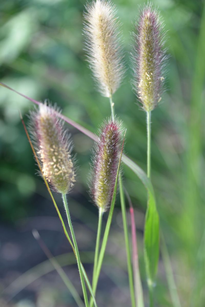 Pennisetum thunbergii 'Red Buttons' Stauden Haid