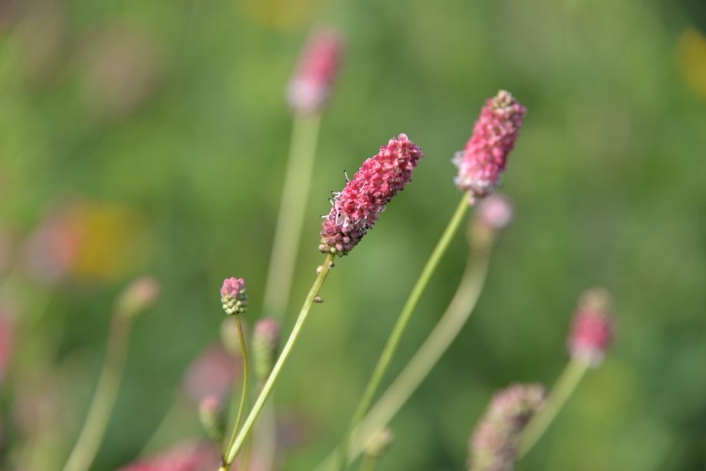 Sanguisorba tenuifolia 'Pink Elephant' Stauden Haid