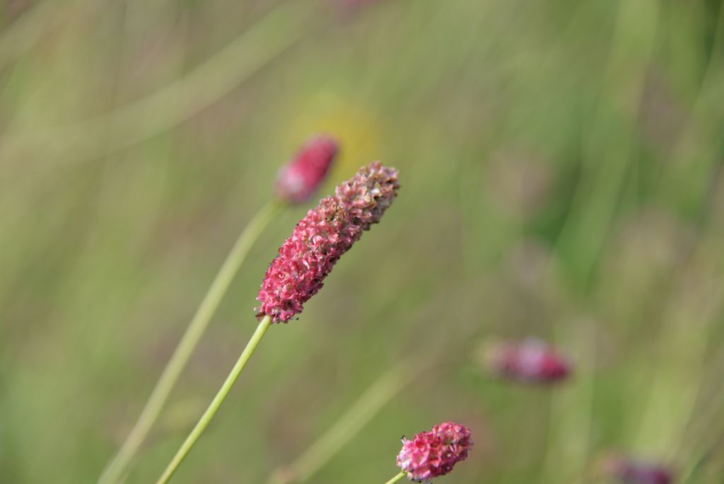 Sanguisorba tenuifolia 'Pink Elephant' Stauden Haid