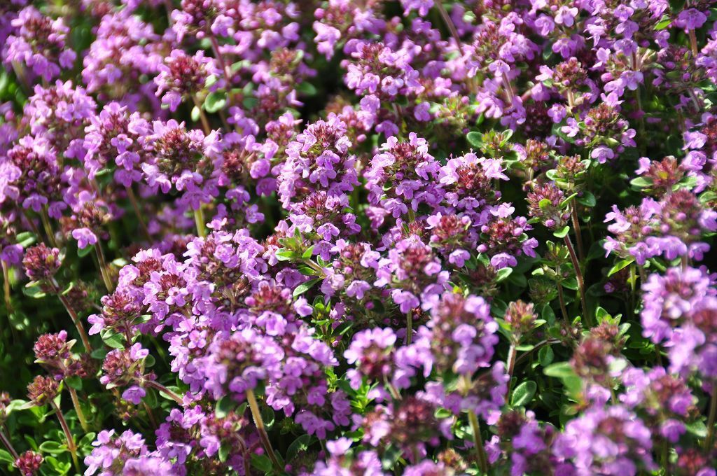 Thymus x citriodorus 'Typ Lammefjord' Stauden Haid