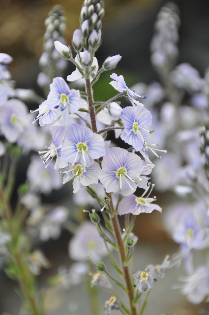 Veronica gentianoides 'Maihimmel' Stauden Haid